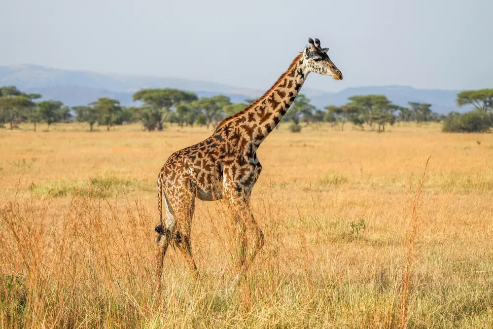 A Masai giraffe walking through open grassland in the Serengeti